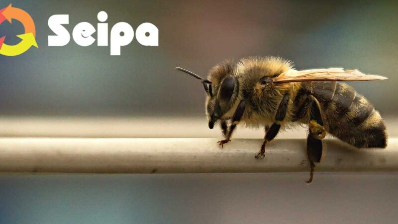 API, BIODIVERSITÀ E CANTIERI, SEIPA: LA SOSTENIBILITÀ PASSA ANCHE DAGLI IMPOLLINATORI