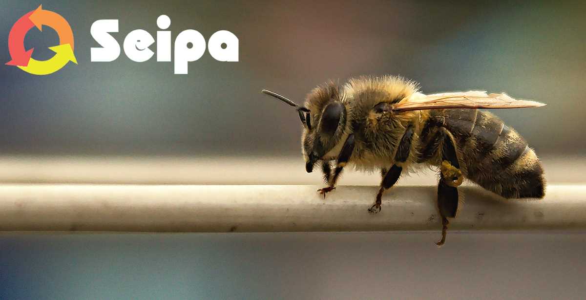 API, BIODIVERSITÀ E CANTIERI, SEIPA: LA SOSTENIBILITÀ PASSA ANCHE DAGLI IMPOLLINATORI